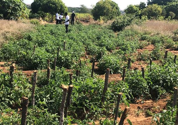 Cooperativa Agrícola Jovens Visionários