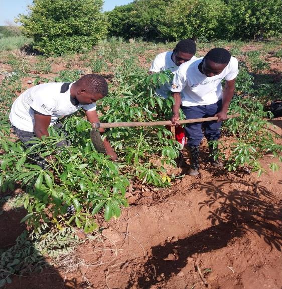 Cooperativa Agrícola Jovens Visionários