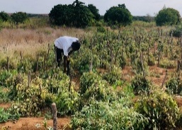 Cooperativa Agrícola Jovens Visionários