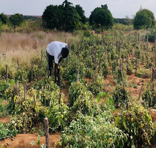 Cooperativa Agrícola Jovens Visionários