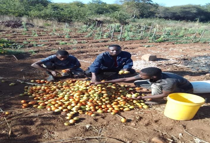 Cooperativa Agrícola Jovens Visionários