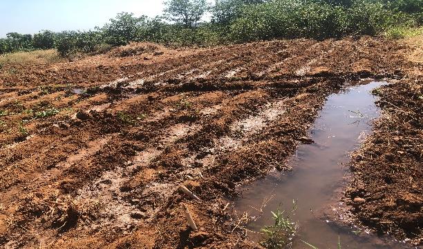 Cooperativa Agrícola Jovens Visionários